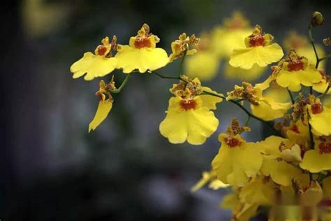 文心蘭開花時間|文心蘭什麼時候開花